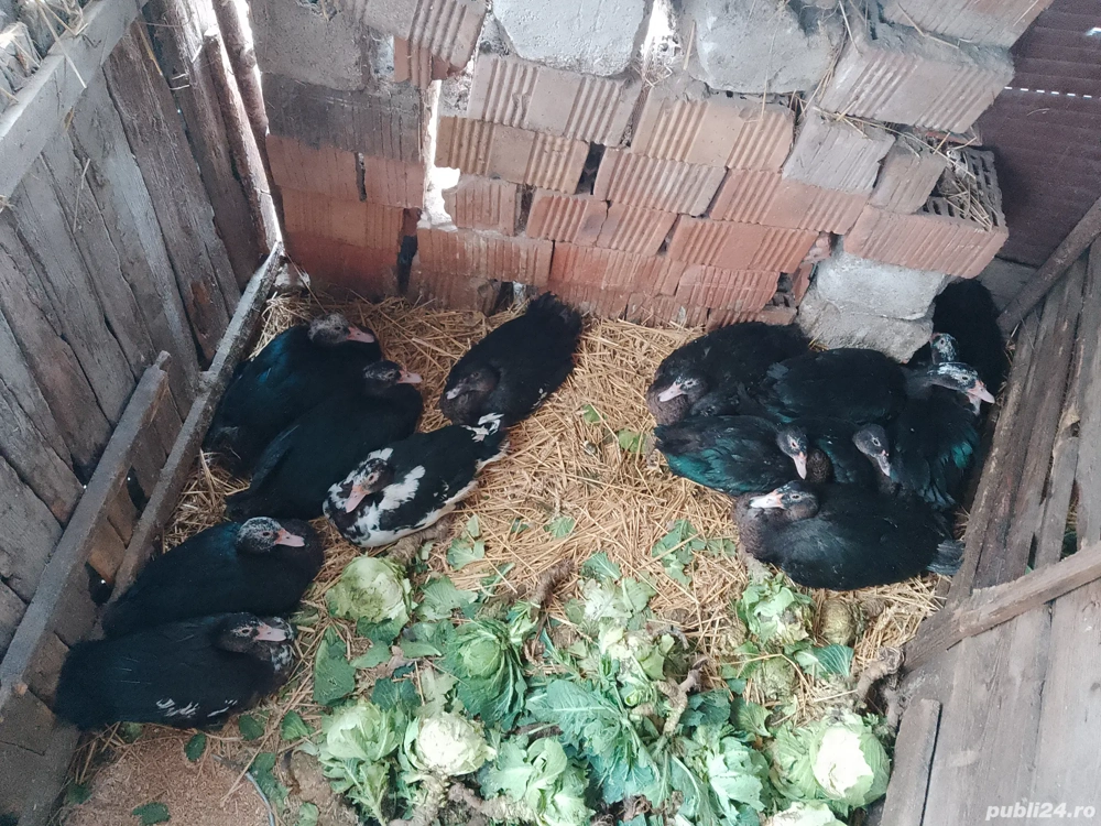 Vând Rațe leșești  și rate măcănitoare românești 