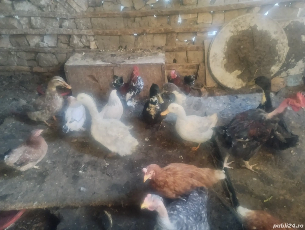 Vând rate si ratoi Vând rate si ratoi