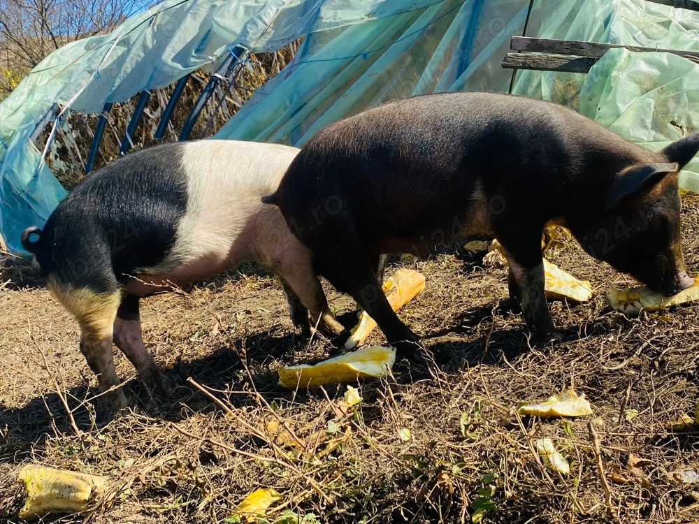 Vand  2  grasuni, 400 negociabil