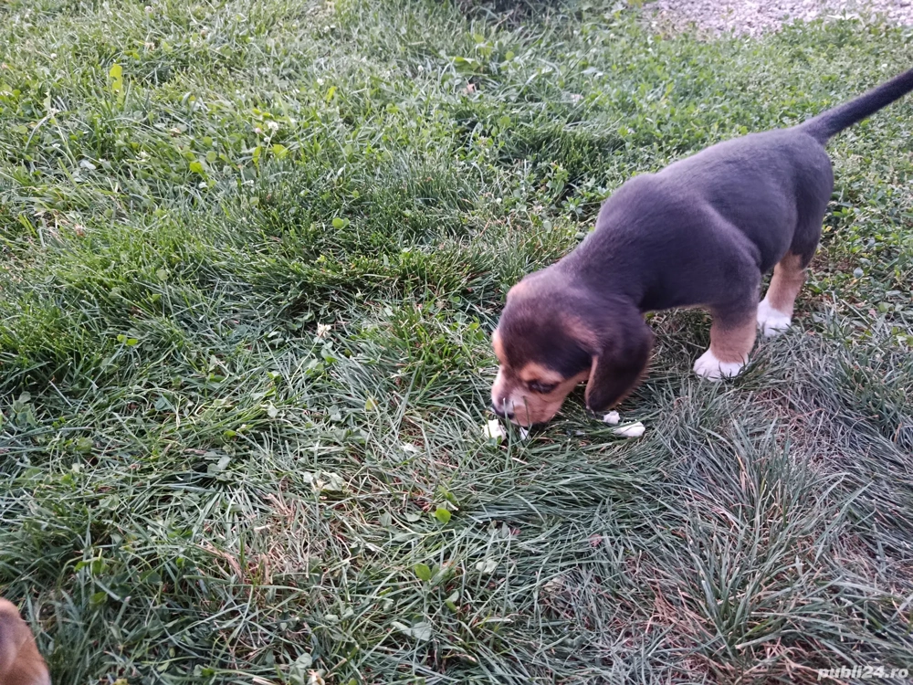 Dau urgent beagle 