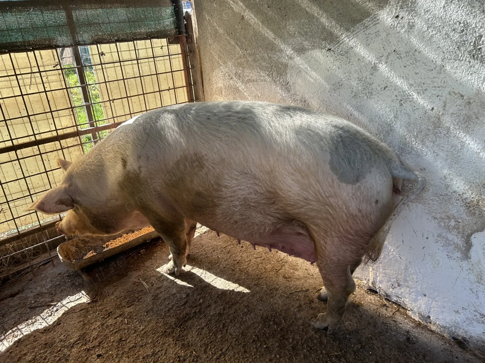 Porc de vânzare Rociu 