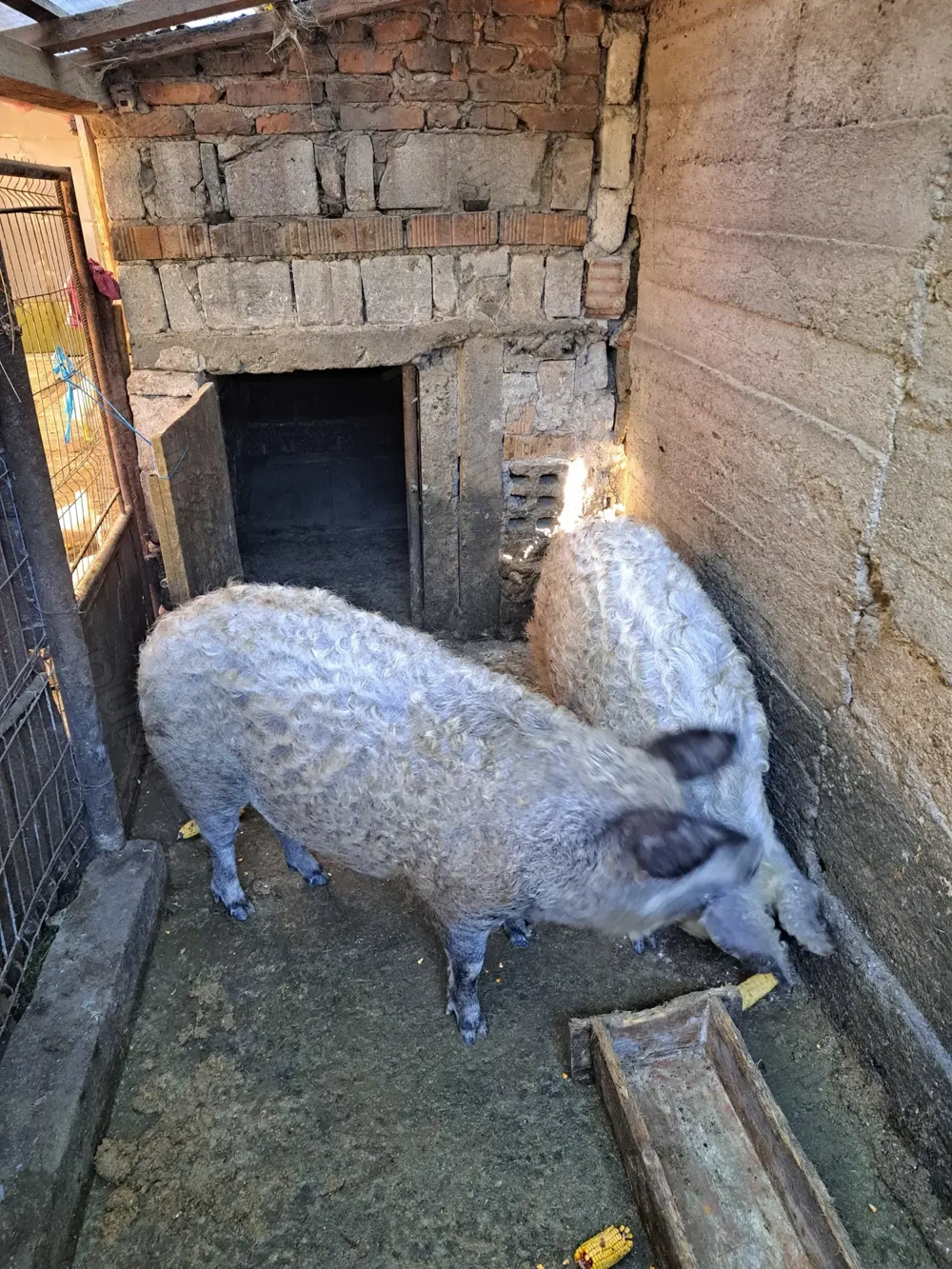 Vând porci mangalița 