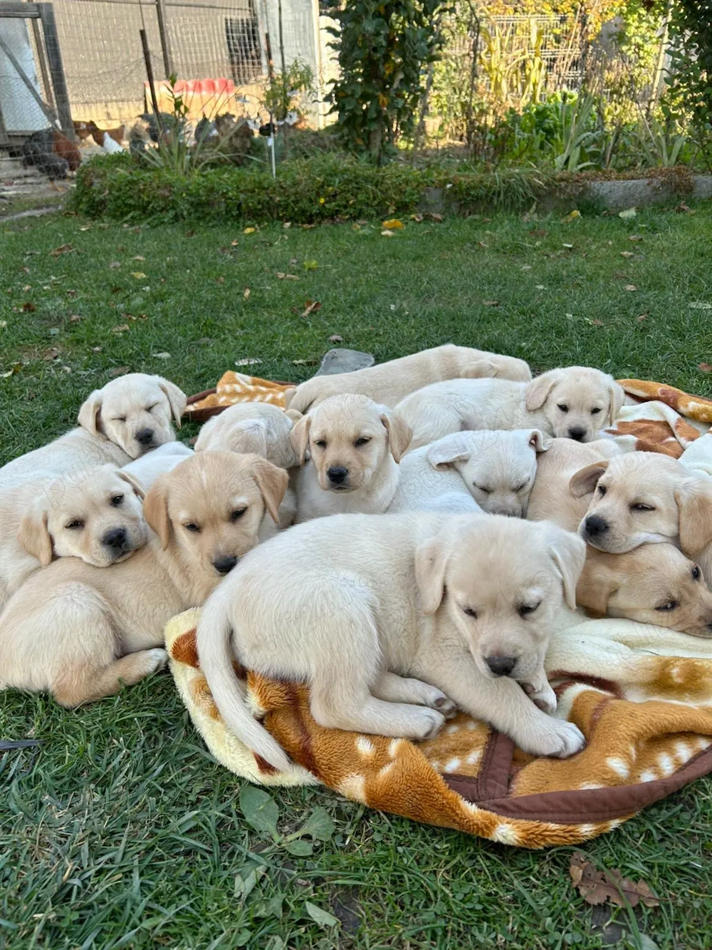Labrador pui caută stapani