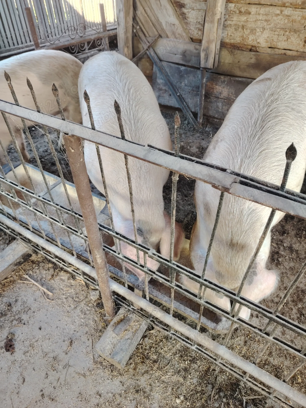 Porci grași de vânzare 