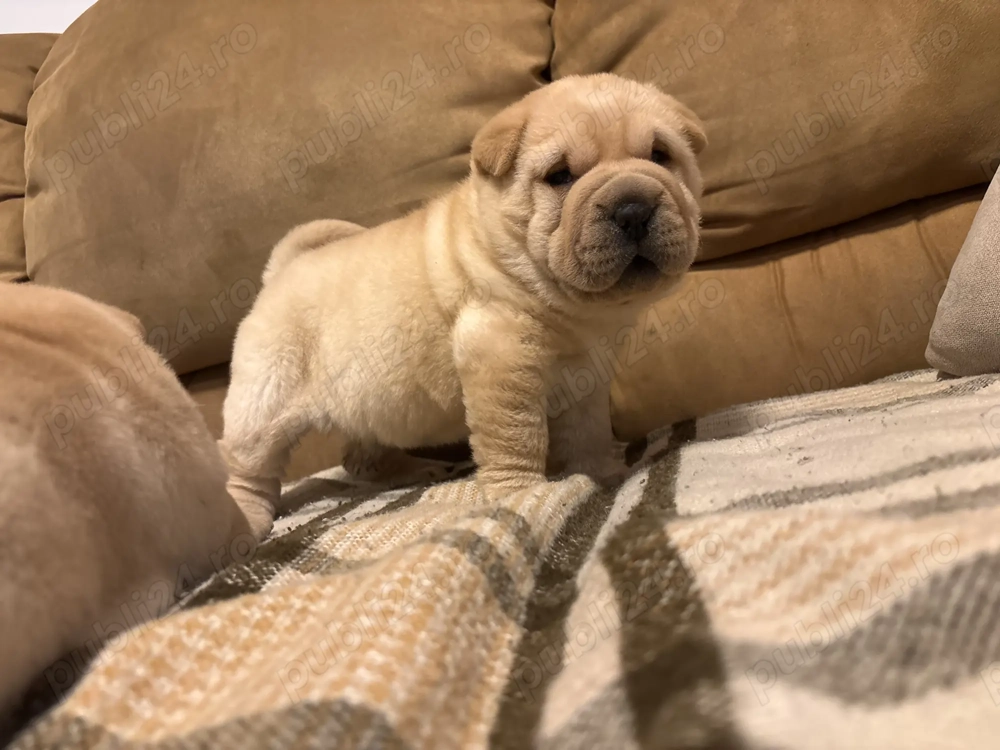 Vand pui Shar-Pei