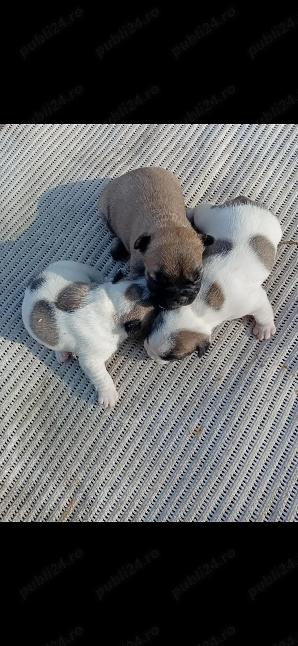 Buldog francez puiuti Buldog francez puiuti