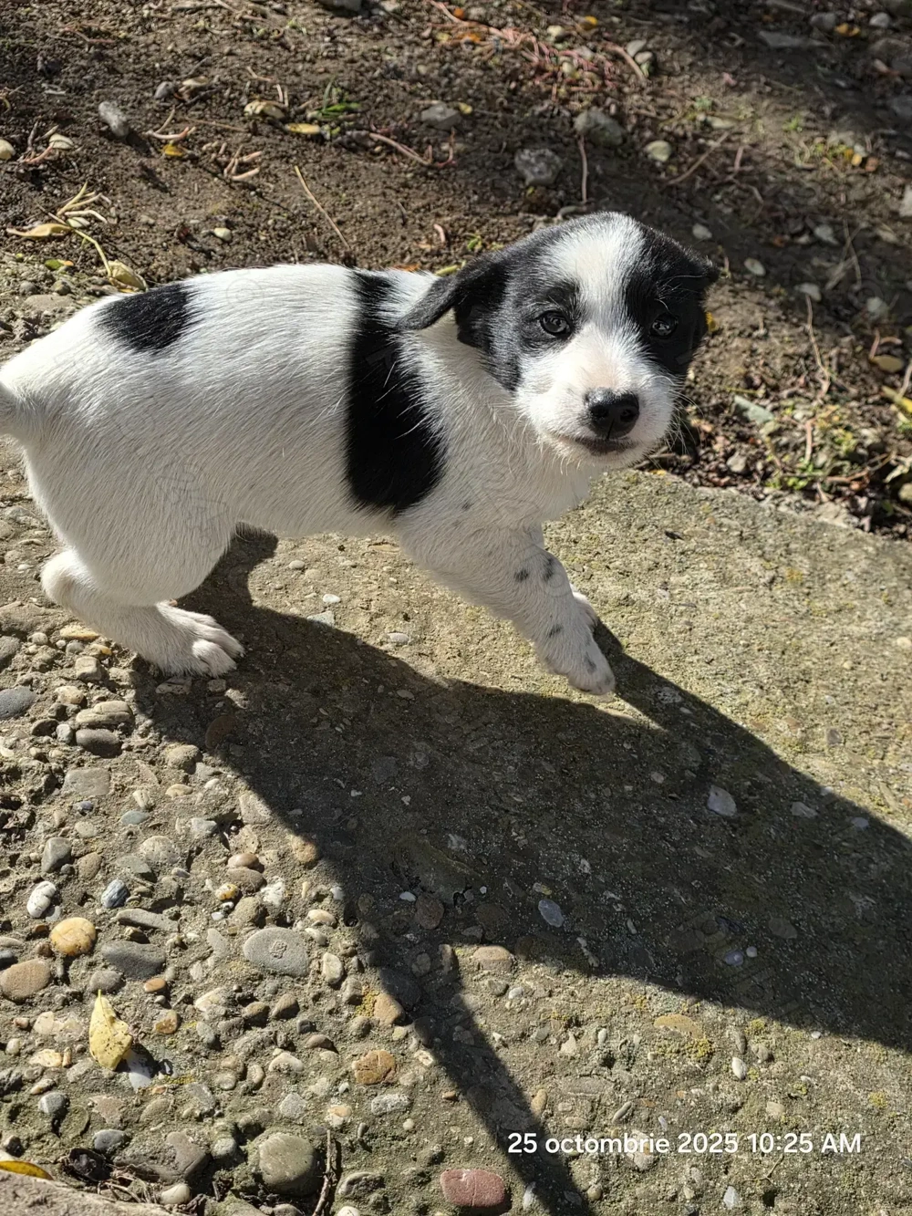 donam cățel talie mica