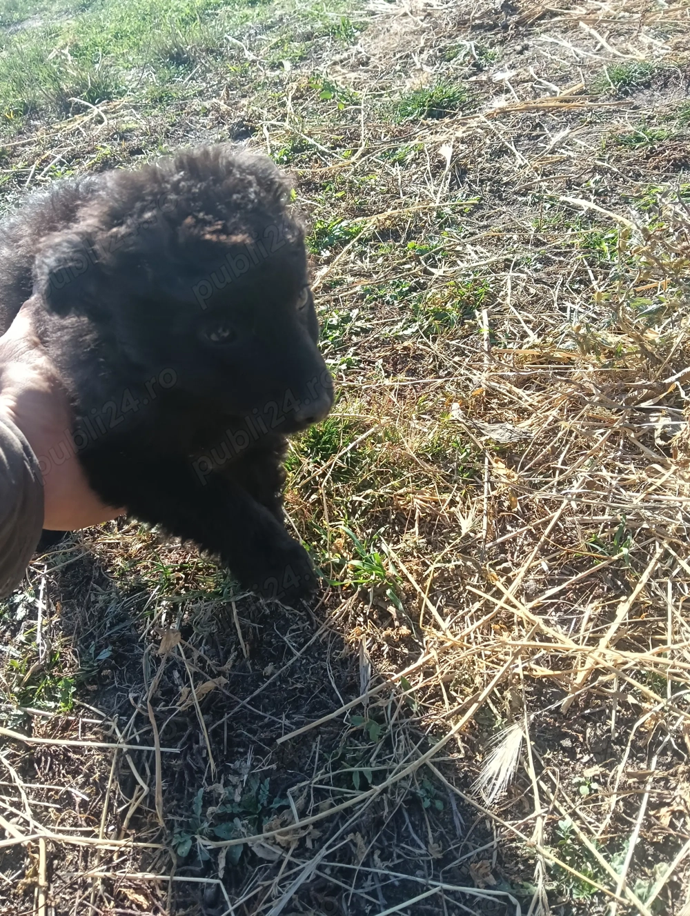 Vin căței de întors oile e foarte buni