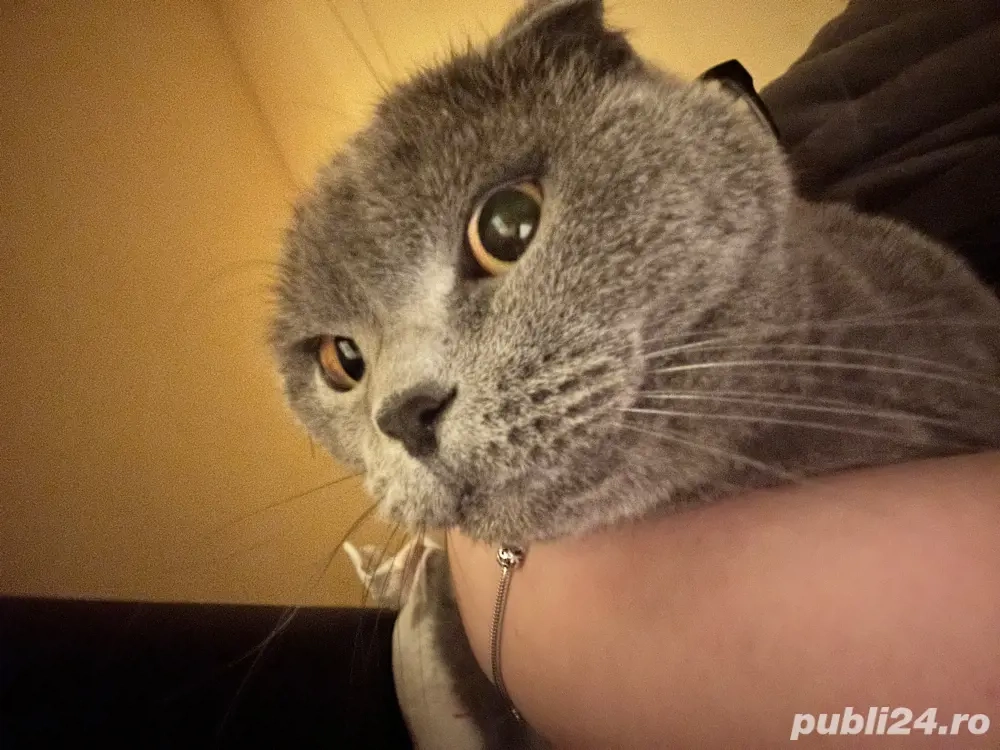 vand scottish fold mascul 