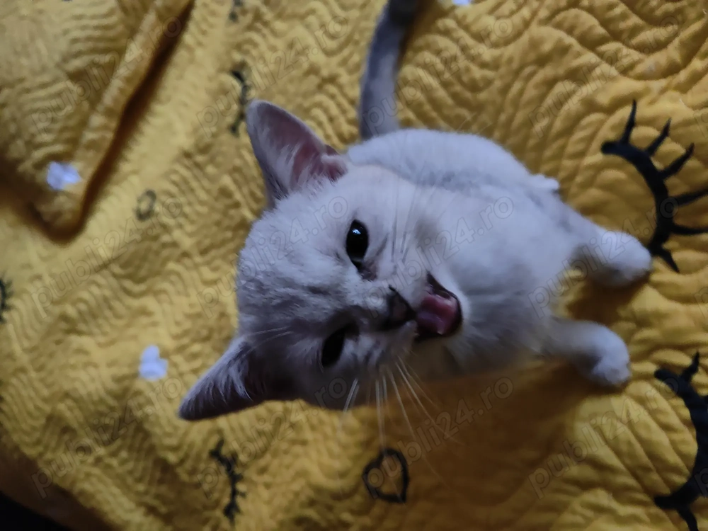 Pisică Scottish Straight Black Silver Shaded   3 luni, complet vaccinată