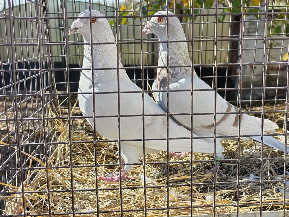 Vand porumbei voiajori perechi sau individual