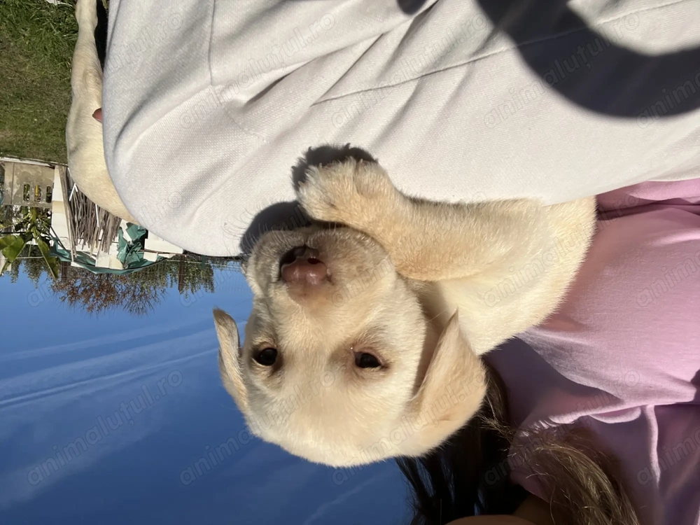 Pui de Labrador Retriever 