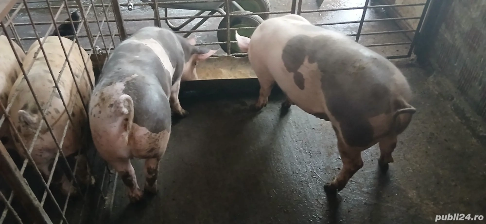 Vand porci pentru sacrificat