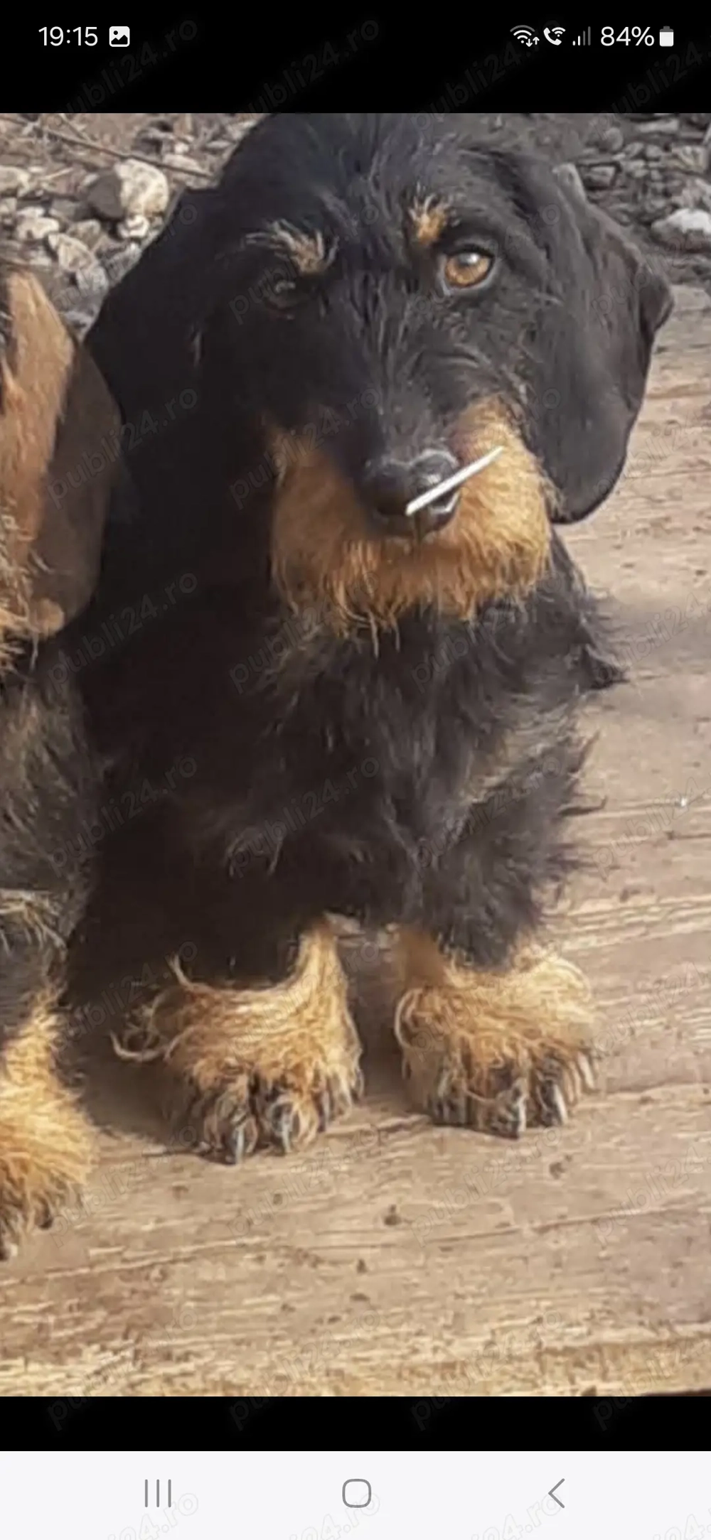 Femellateckel sarmos cu pedigree