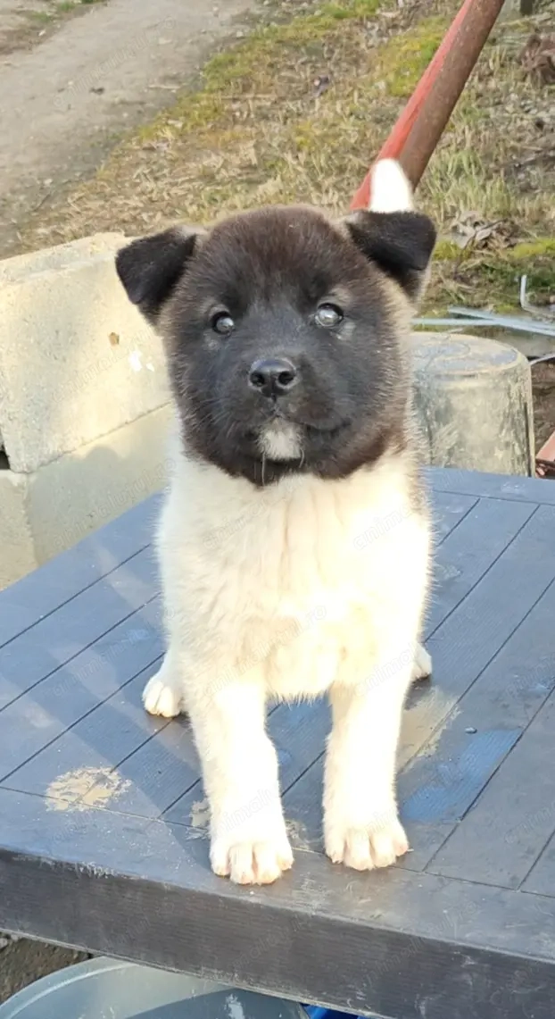 Akita American 
