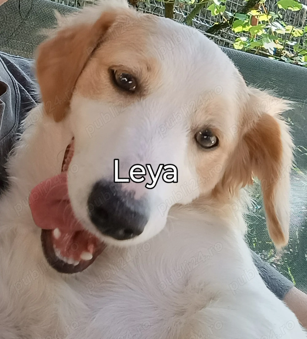 Pentru adopție - căutăm căsută și Om bun