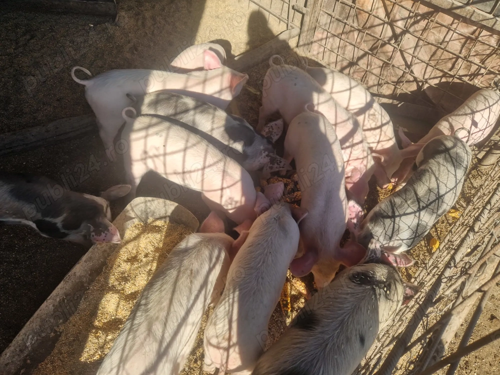 Vând purcei pentru crescut