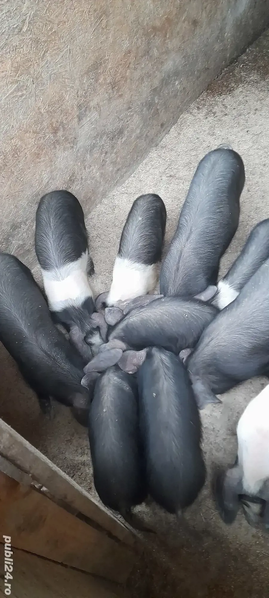 grăsunași marele alb (4 buc), bazna 10 buc.