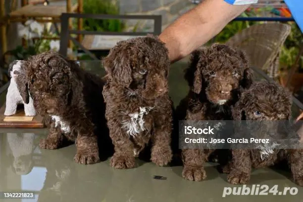 pui lagotto ciocolata