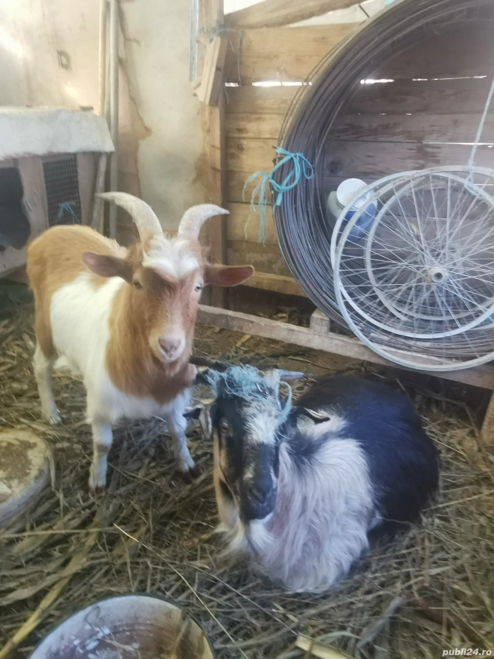 Vând capră și un țap 