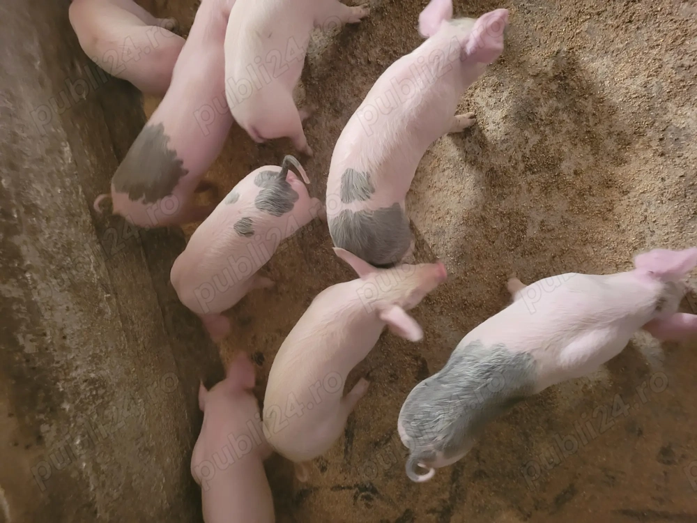 Vând purcei de 7 săptămâni! 