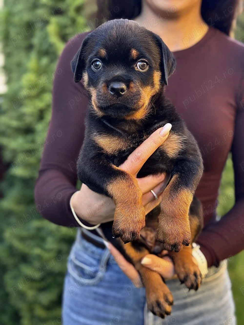 Vand Rottweiler 10 saptamani 
