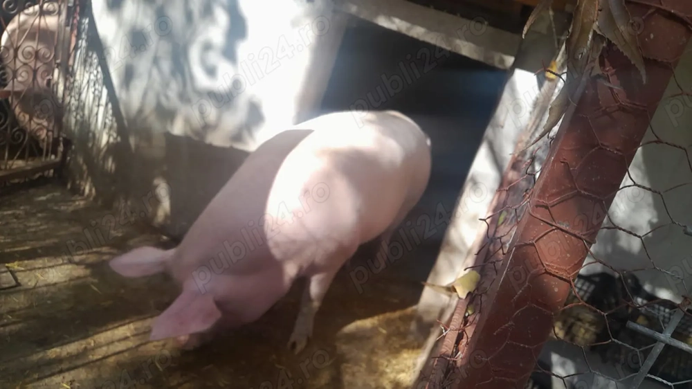 Porc sau purcea românesc de țară 