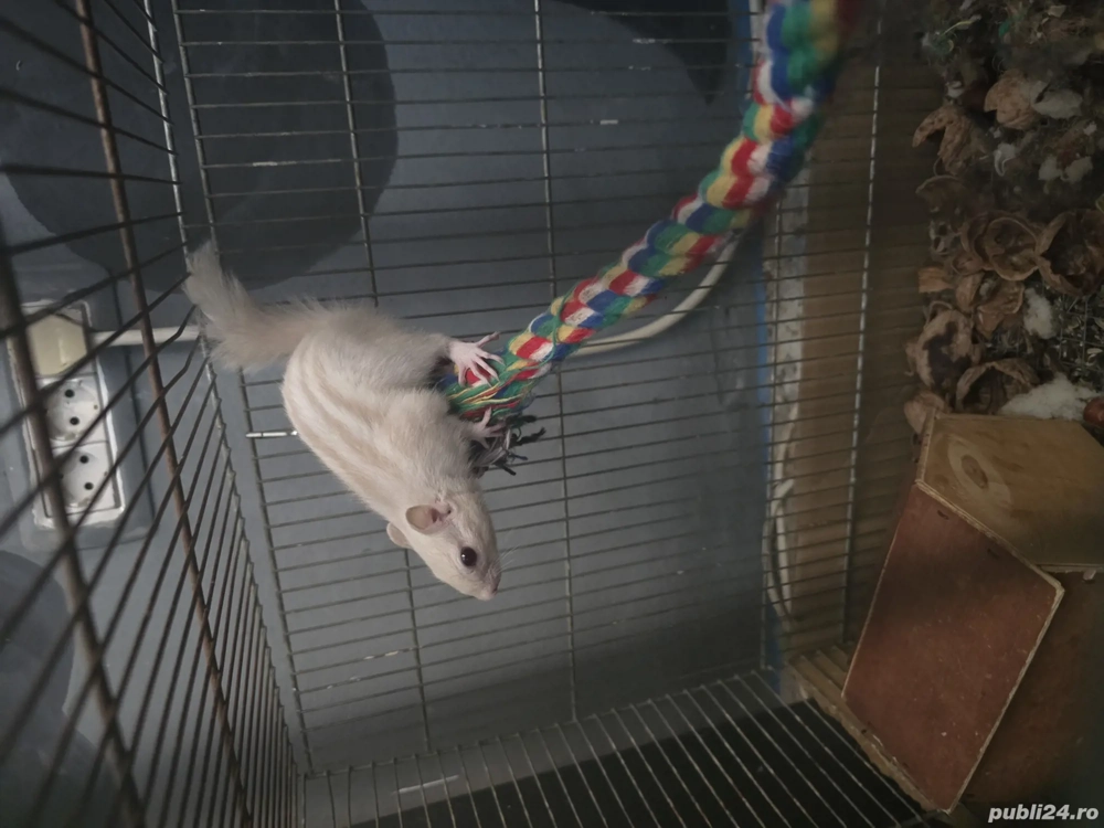 veverița siberiana alba