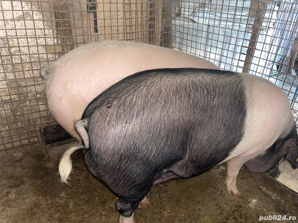 porci de vanzare 