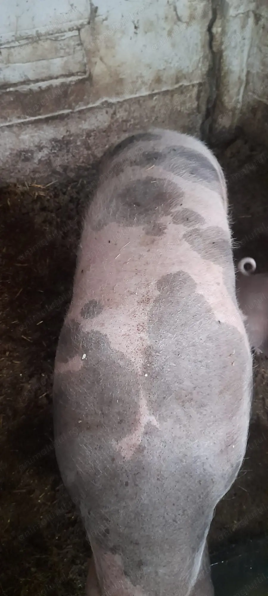 Vand purcea pietran belgian