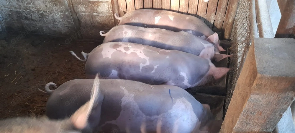 Vand 3 porci castrati si o purcea pietran belgian