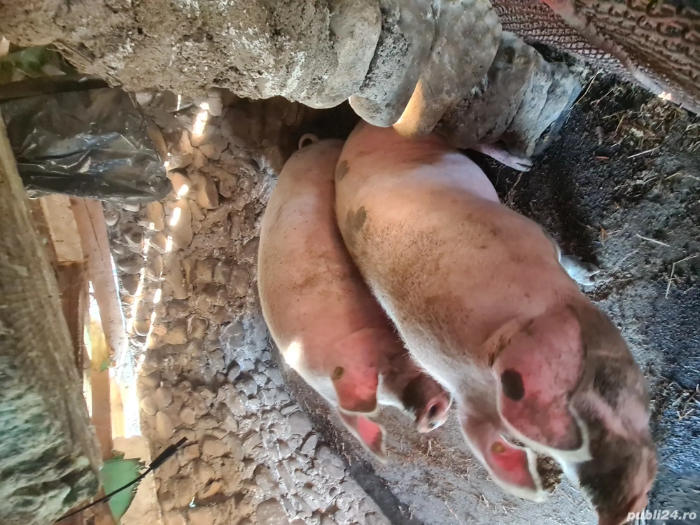 porci landras pentru craciun