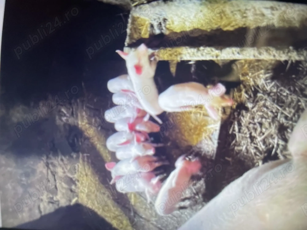 Purcei de Vanzare Sibiu Cristian Purcei de Vanzare Sibiu Cristian