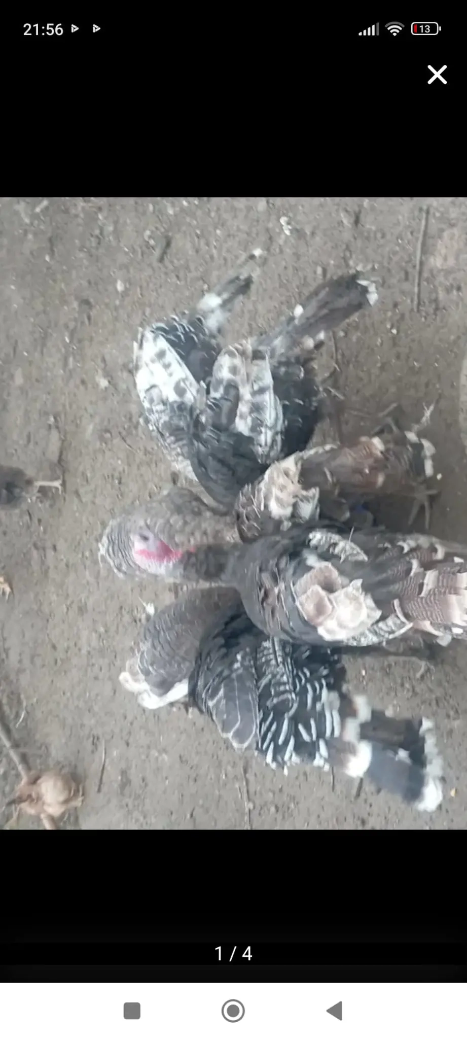 curci de bune de zcut 