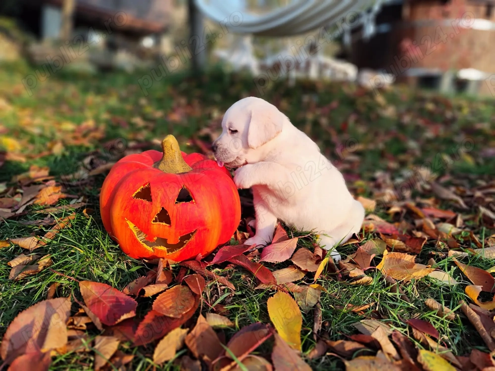 Pui labrador  galbeni și negru