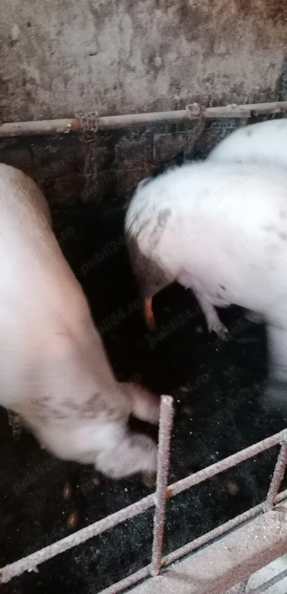 Ofer spre vânzare  un porc pentru sacrificat