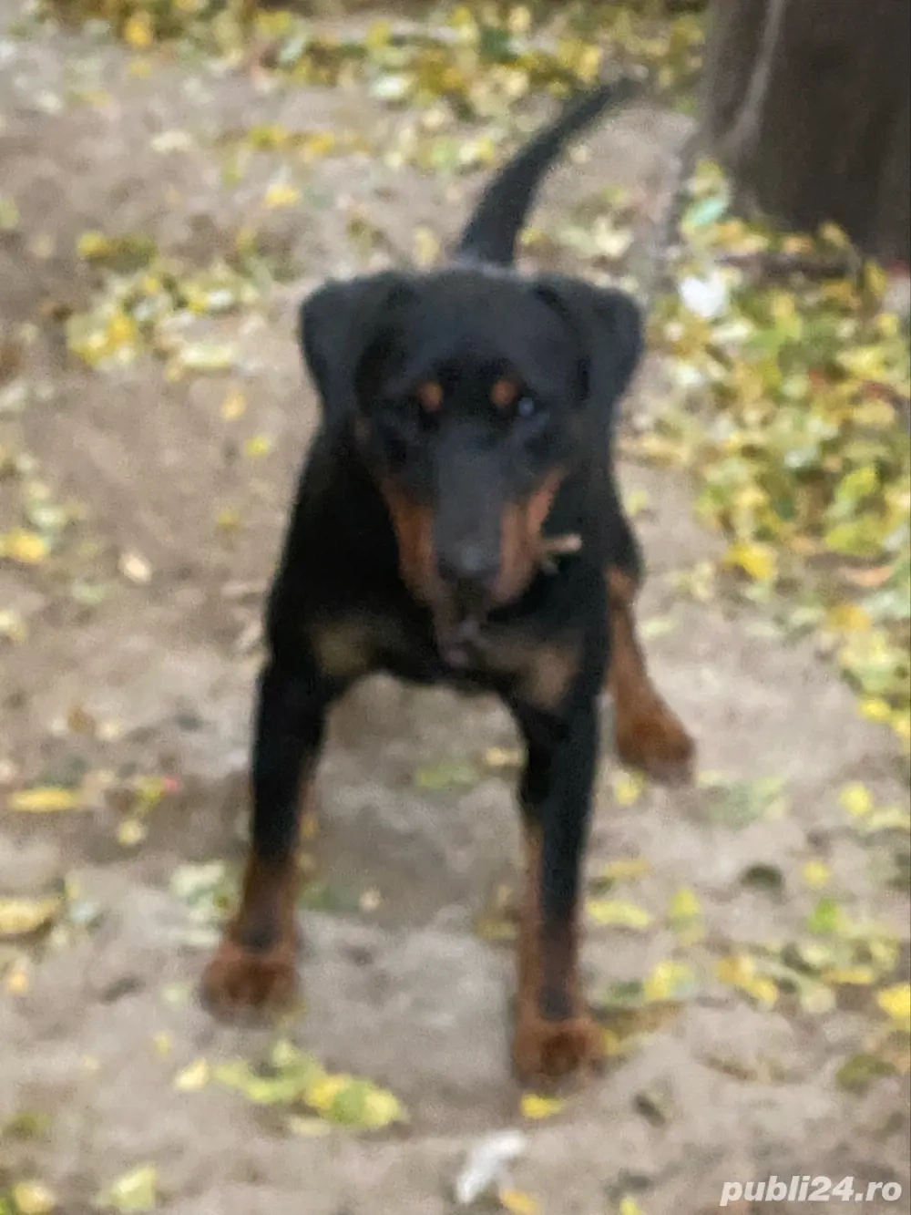 Mascul jagd terrier jagdterrier