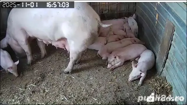 Purceii rasa Marele Alb Purceii rasa Marele Alb