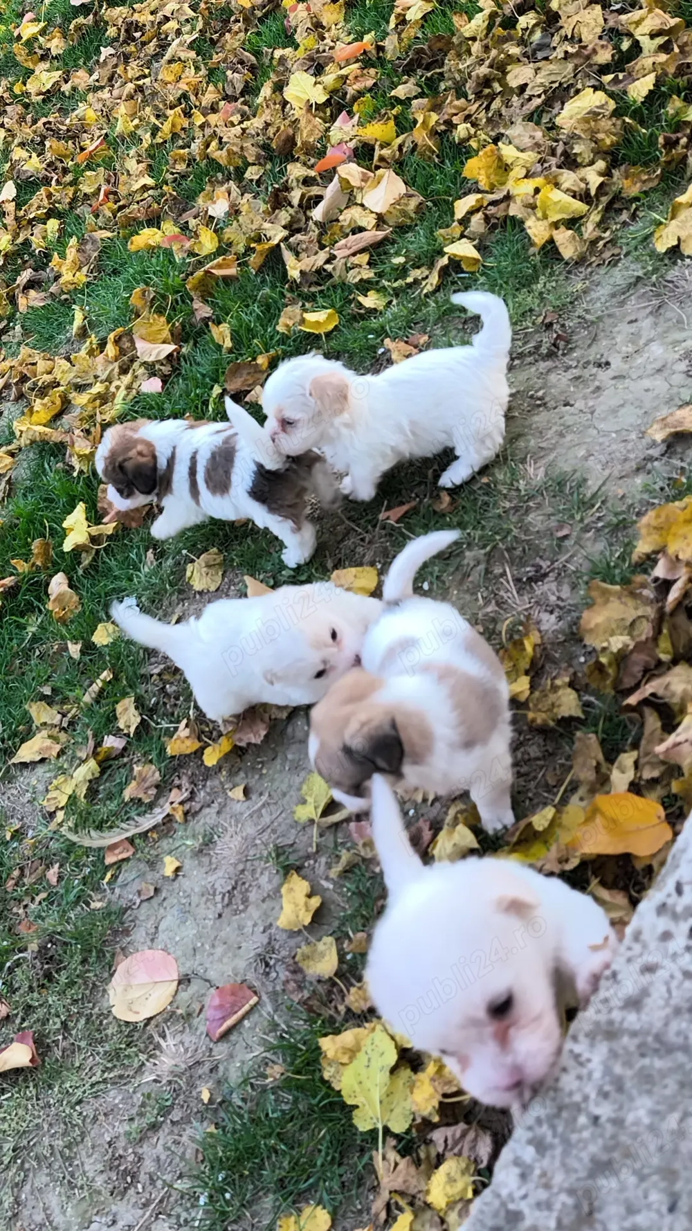 Bichoni talie mica o luna jumate 