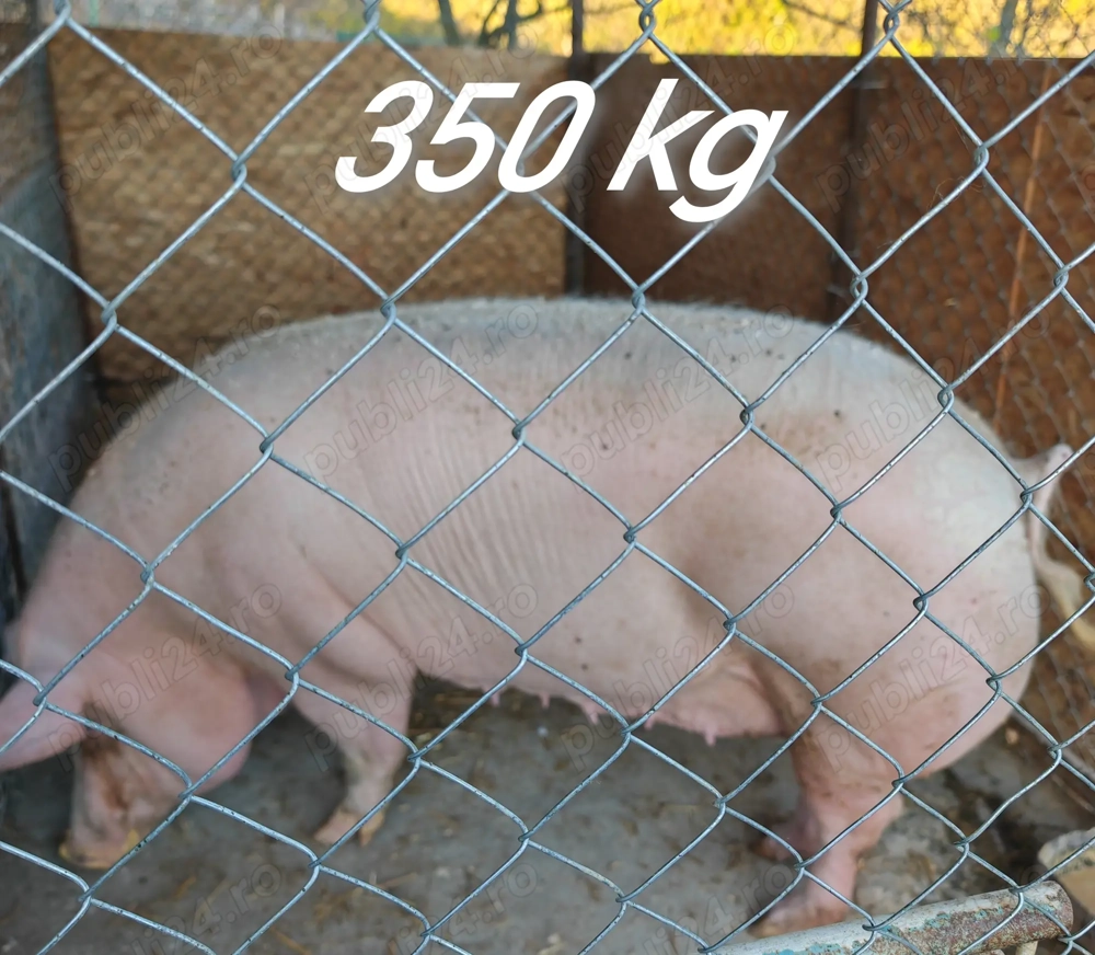 Porci de vanzare