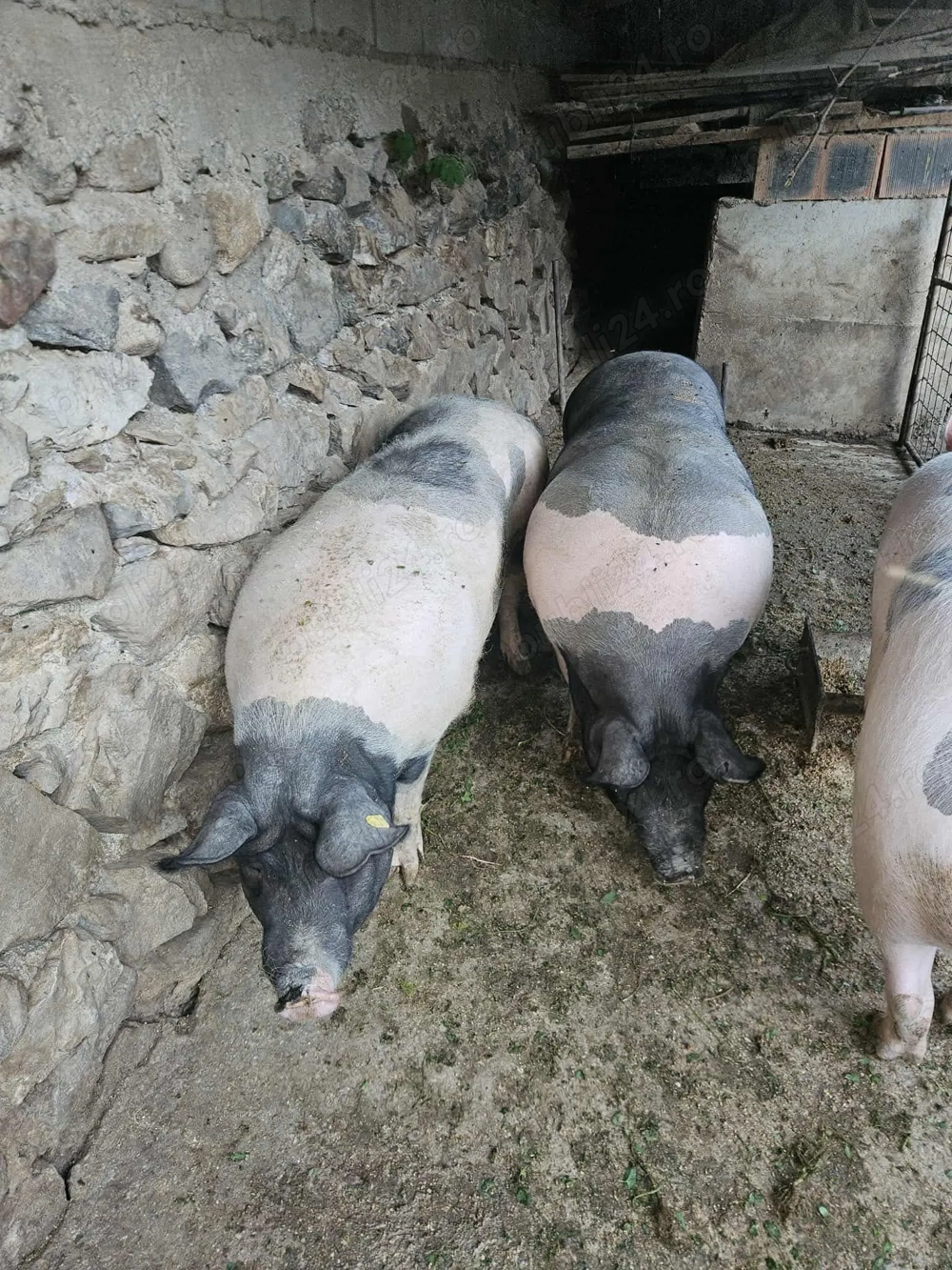 Vând porci pentru Crăciun!