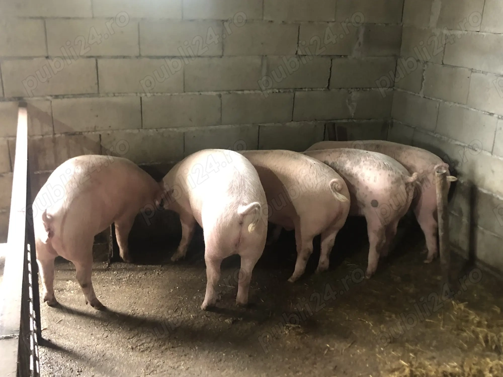 Vând porci grasi Vând porci grasi