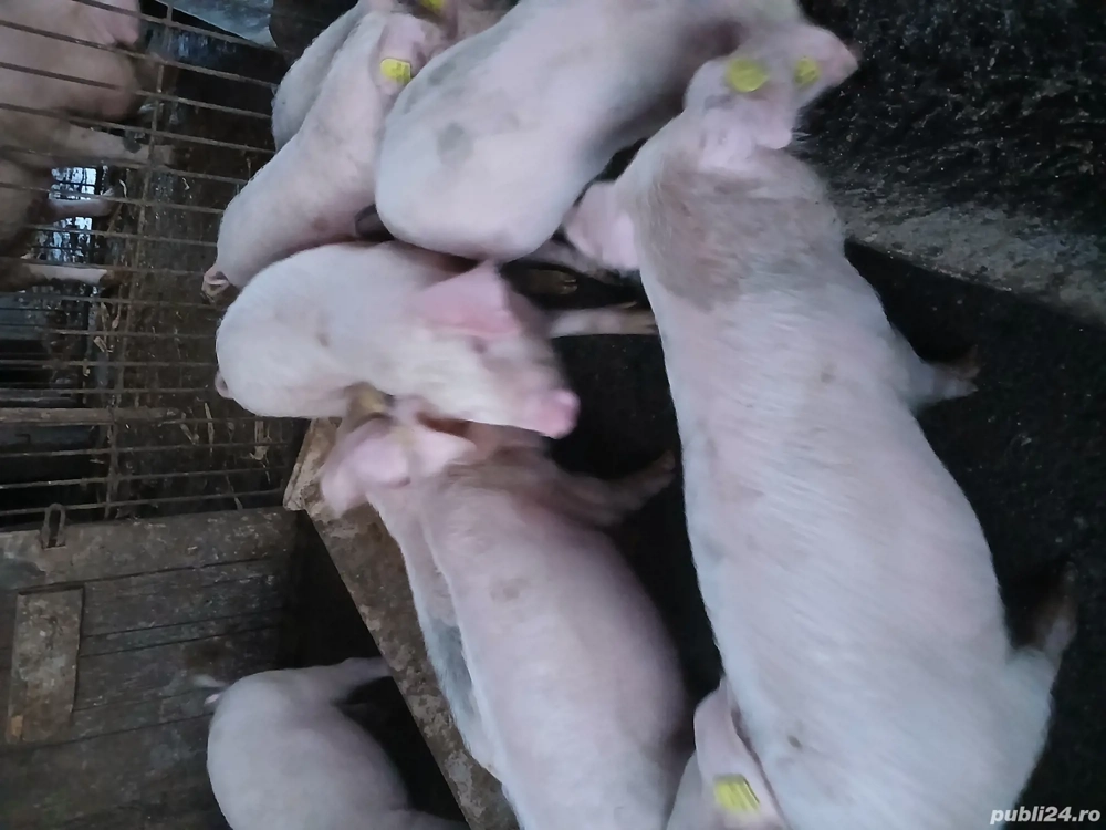 Purcei de vânzare 