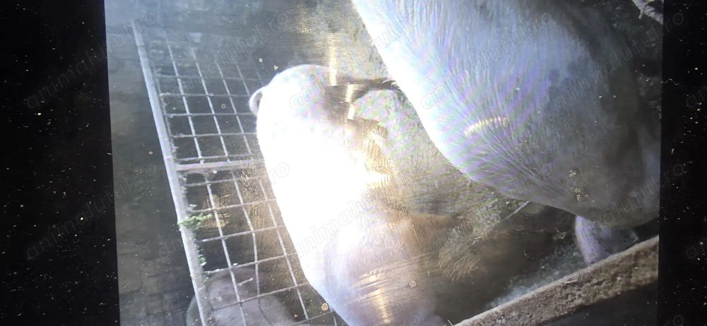 Porci de vanzare mai multe detali in privat