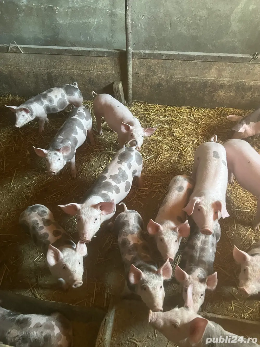 vind purcei intarcati