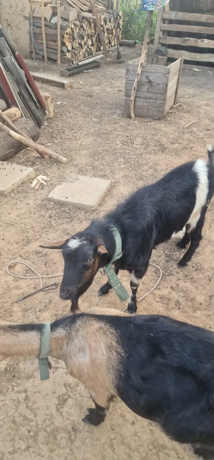 De vanzare tap foarte bun de monta