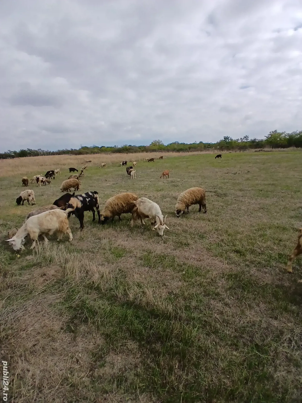 vand 30 capre sau schimb vand 30 capre sau schimb