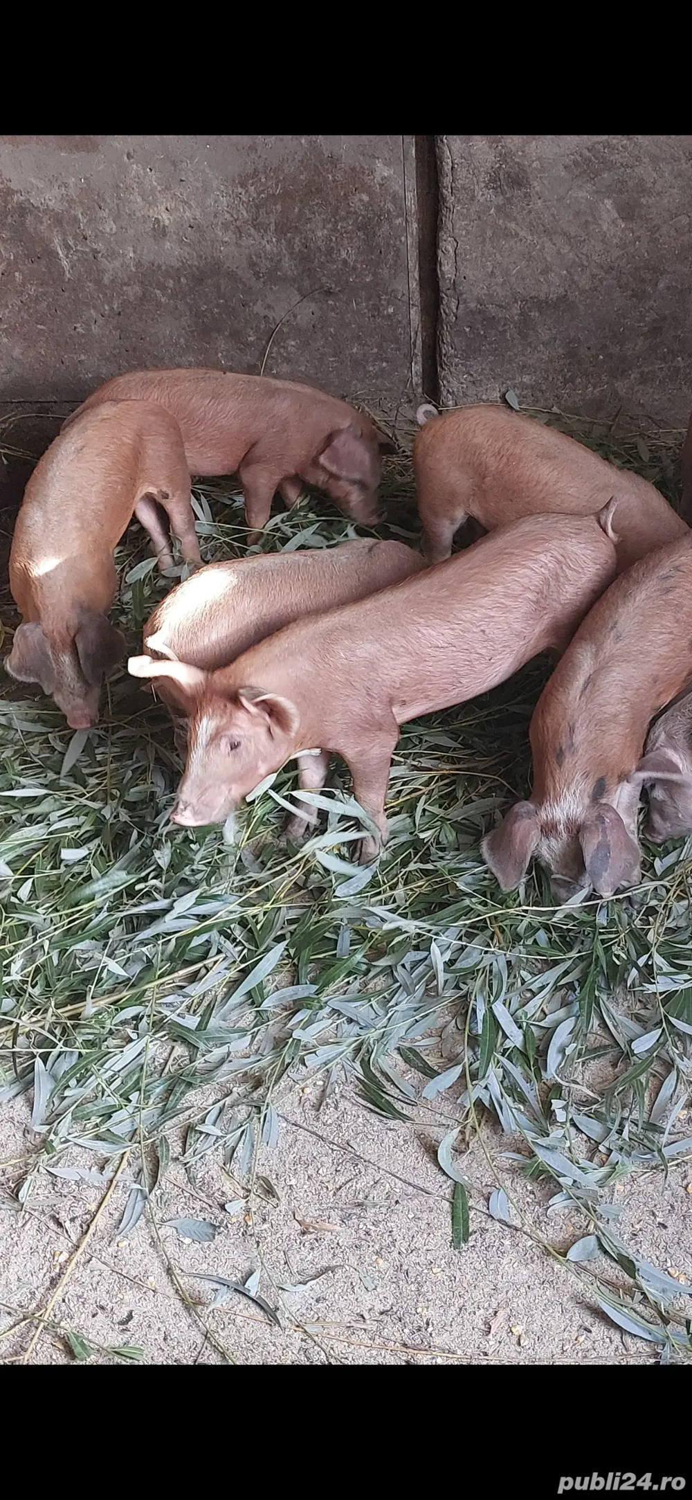 Vand porci Duroc 