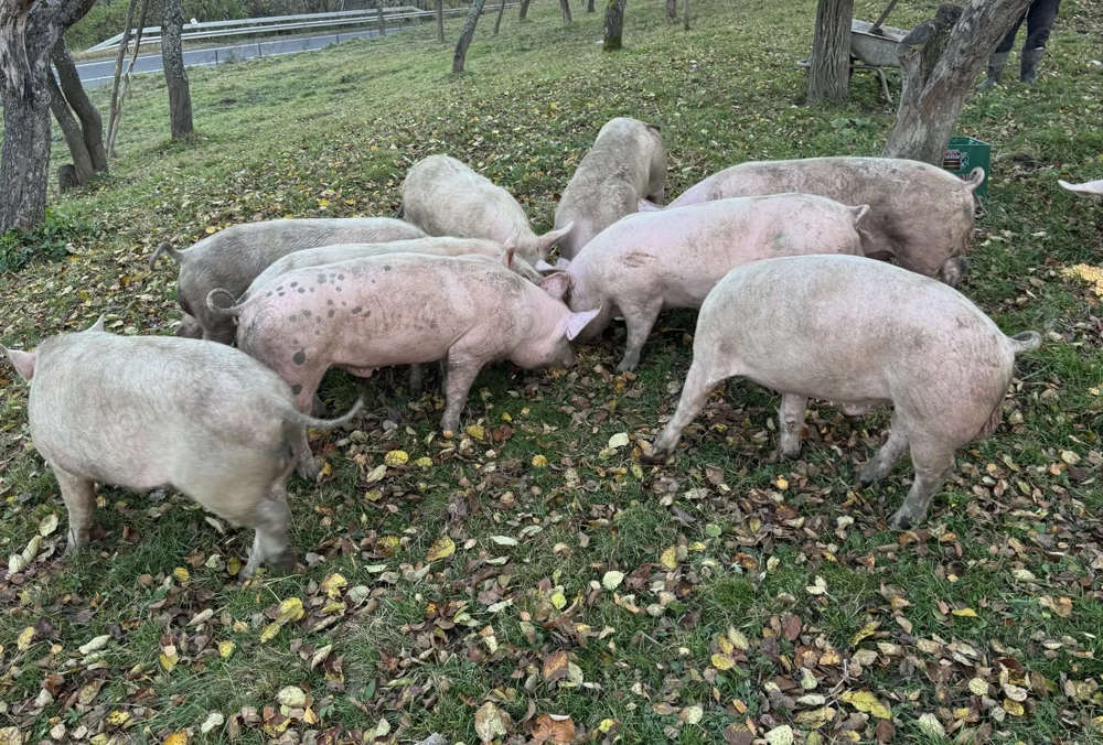 Porci rasa Marele Alb de vanzare