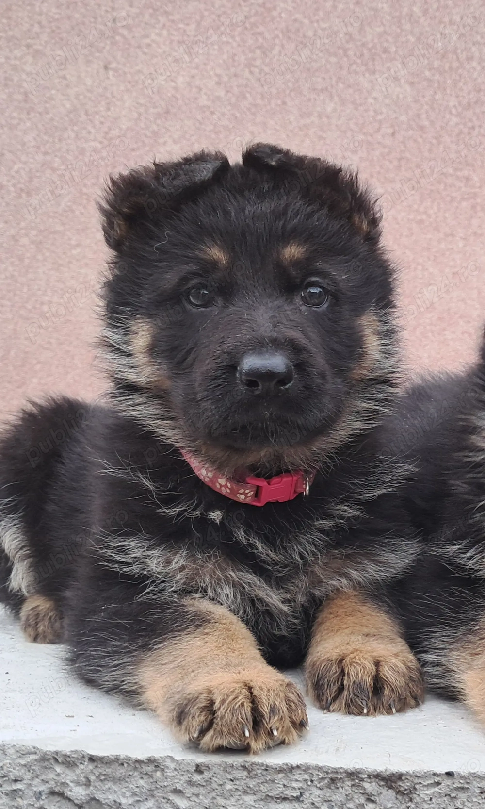 Cățelușă Ciobanesc german